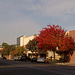 Hanford, CA / downtown (1611)