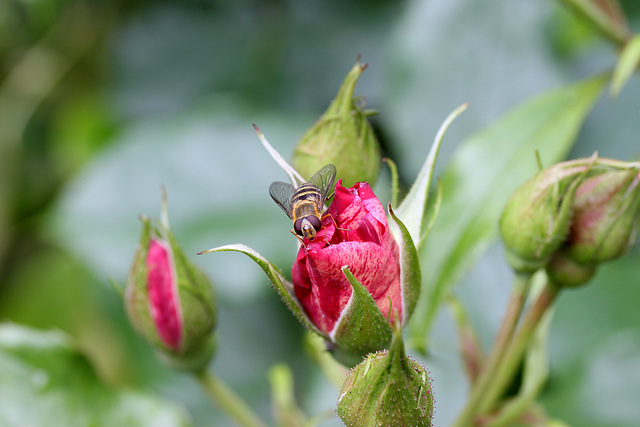 abeille sur rosier