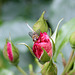 abeille sur rosier