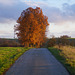Herbst am Radweg