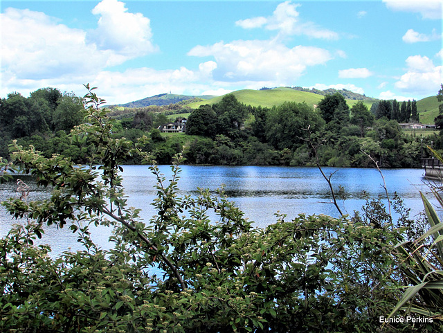 Overlooking The Waikato River.