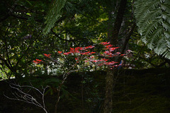 Azores, Island of San Miguel, Red Leaves in the Park of Terra Nostra