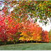 Fall color palette