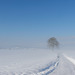 Winterwanderweg im Zürcher Unterland (© Buelipix)