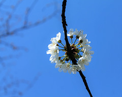 Le printemps blanc