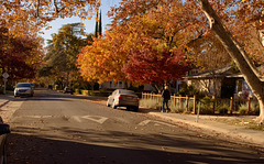 Sacramento / Fall neighborhood (1623)