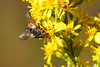 Die Igelfliege: ein harmloser Blütenbesucher - The tachinid fly: a harmless flower visitor