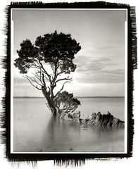 Tenby Point Mangrove