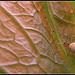 Theridiidae    (Kogelspinnen  familie van de zwarte weduwe)
