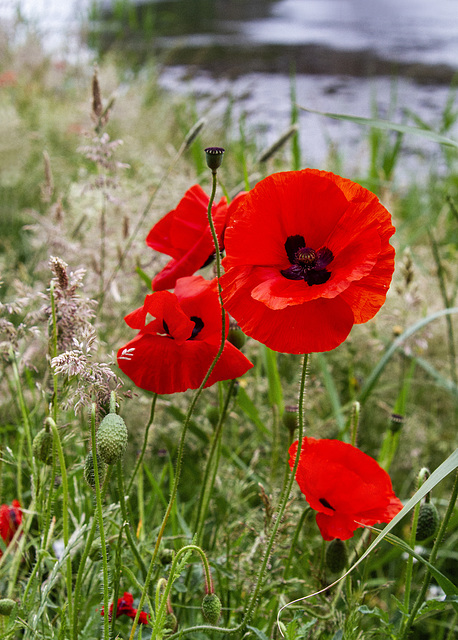 Corn Poppies, Levengrove Park, Dumbarton