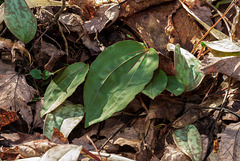 Tipularia discolor (Crane-fly orchid) leaf