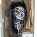 Curious owl, by Bordalo II.