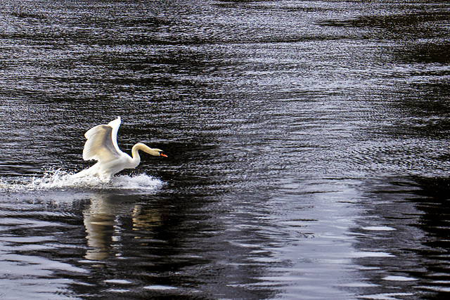 Mute Swan, River Leven, Dumbarton