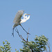 25/50 grande aigrette-great egret