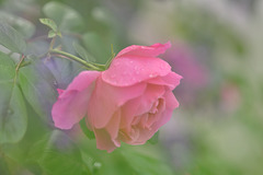 Lavendel Rose