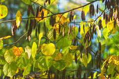 Seed Pods and Changing Leaves