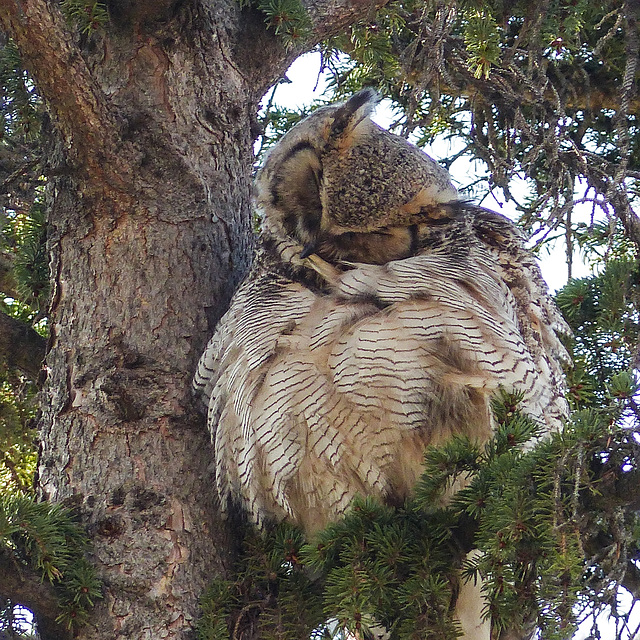 Preening her feathers