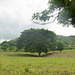 Honduras, Sprawling Tree on the Lawn