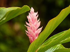 Pink Ginger, Asa Wright Nature Centre, Trinidad