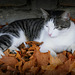Autumnal Cat