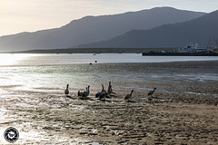 Pelicans in the morning