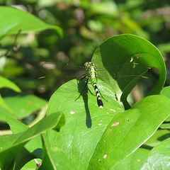 Dragonfly, possibly green clearwing