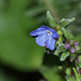 Lithospermum diffusa, Heavenly blue
