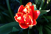 Wunderschöne Tulpe