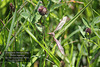 Common Damsel Bug Cuckmere 25 5 2012