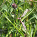 Common Damsel Bug Cuckmere 25 5 2012