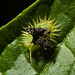 IMG 0491 Beetle Larva-2