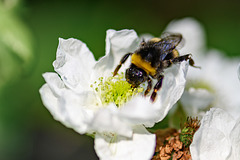 Bumblebee (09.06.2020)