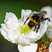 Bumblebee (09.06.2020)