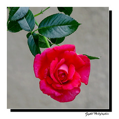 Rose de Juillet ...