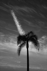 Monte Gordo, Jet palm tree  BW