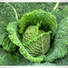 Green Cabbage II