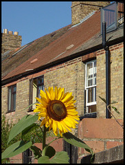 sunflower in September