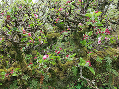 Ancient mossy apple tree