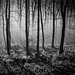 Wald der Ängste