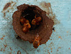 DSCN4522a - abelha bugia Melipona mondury, Meliponini Apidae Hymenoptera