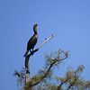 Cormorant in the top of a bald-cypress tree