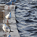 Gulls standing