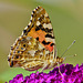 Vanessa cardui - Ein weitgereister Migrant - A widely travelled migrant