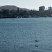 Morro Bay / morning otters (# 0531)
