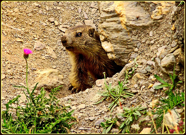 La marmotta curiosa  esce dalla tana...e trova il fotografo cacciatore