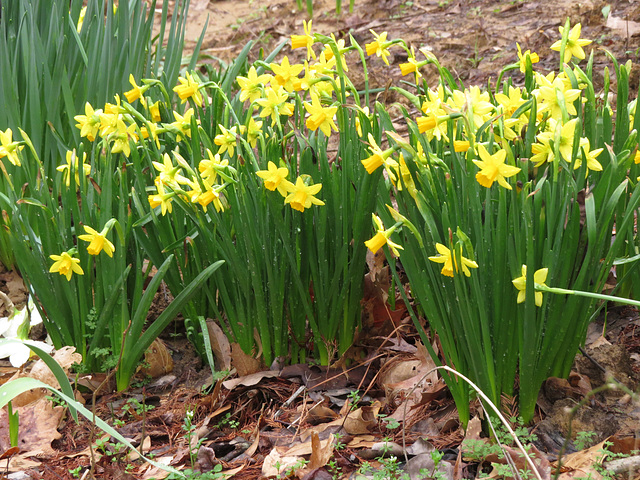 Small daffodils