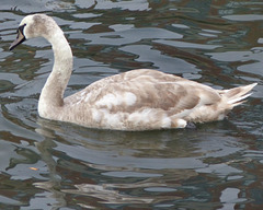 Juvenile Mute Swan - 27 January 2015