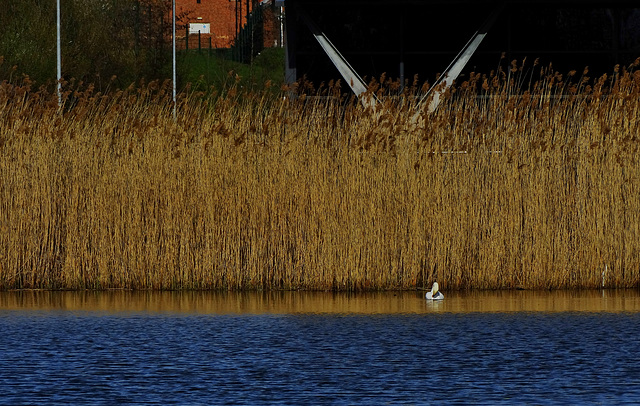 Swan Lake.....and Reeds