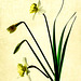 daffodil botanical