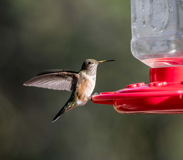A hummingbird settling